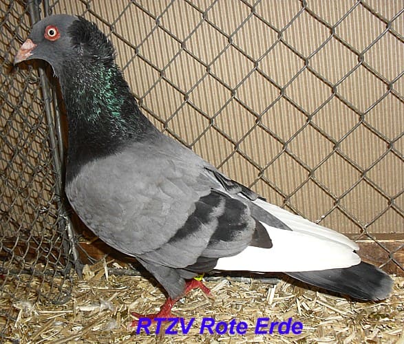 Kasseler Tümmler, mit haube