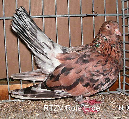 Orientalischer Roller, vielfarbig