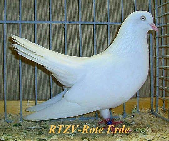 Orientalischer Roller, weiß