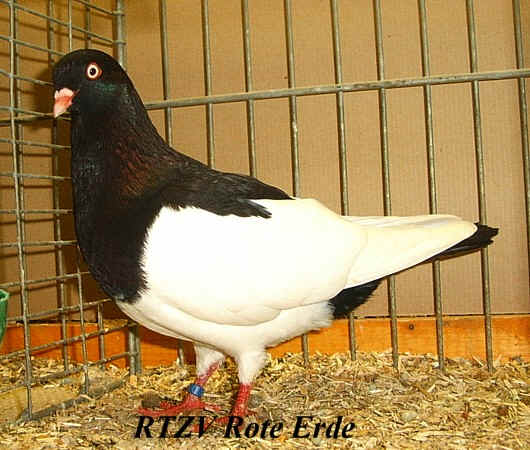 Elsterpurzler schwarz