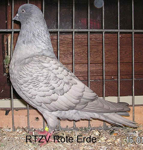 Kölner Tümmler, reduced