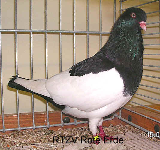 Elsterpurzler Schwarz