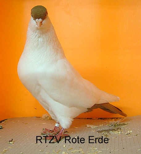 Kölner Tümmler, kalotte gelb