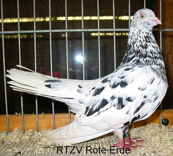 Orientalischer Roller, schwarzsprenkel