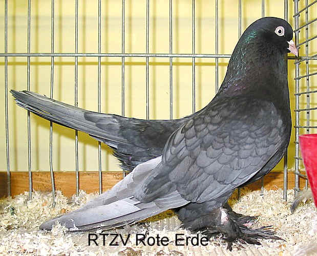 Persischer Roller andalusierfarbig