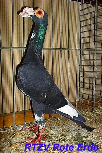 Carrier