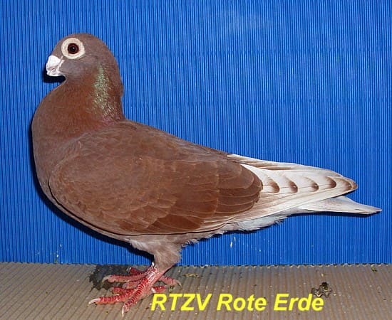 Ostrowitzer Warzentaube