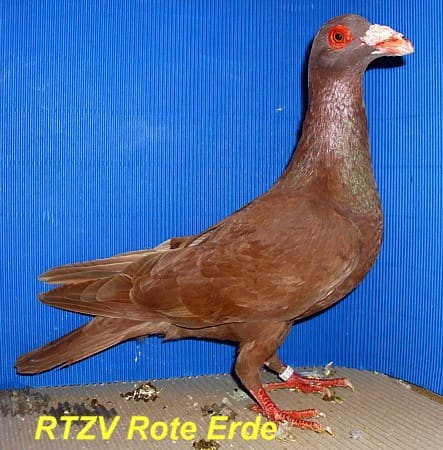 Steinheimer Bagdette rot