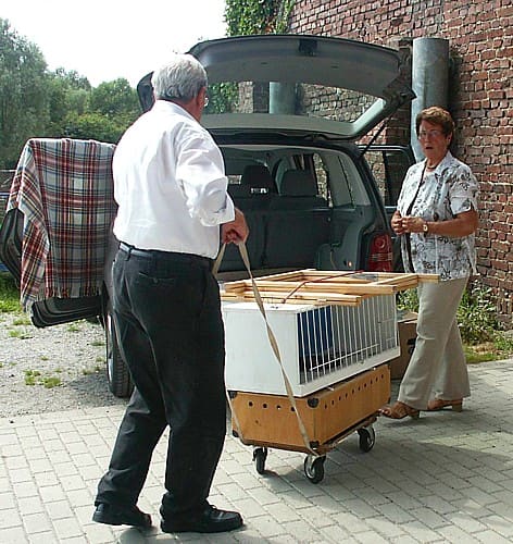 Hochzeitstauben, Foto 1