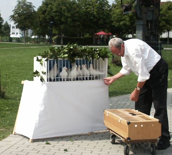 Hochzeitstauben, Foto 3